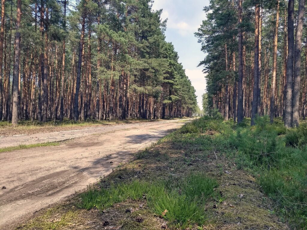 Schlechter Waldweg