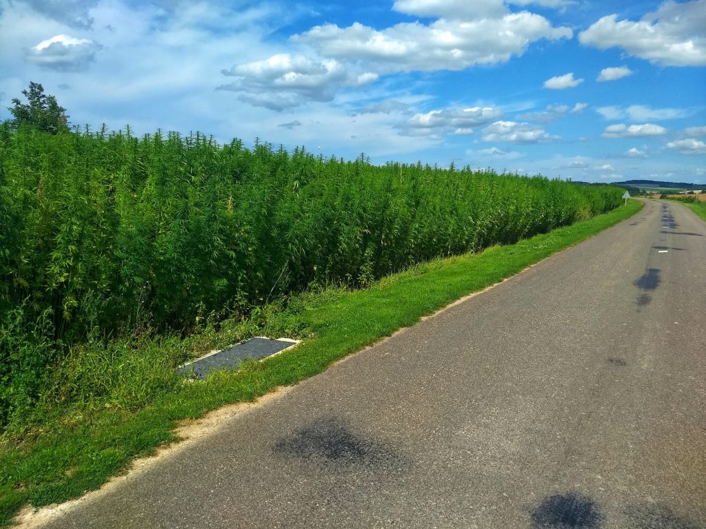 Ein Hanffeld in Frankreich