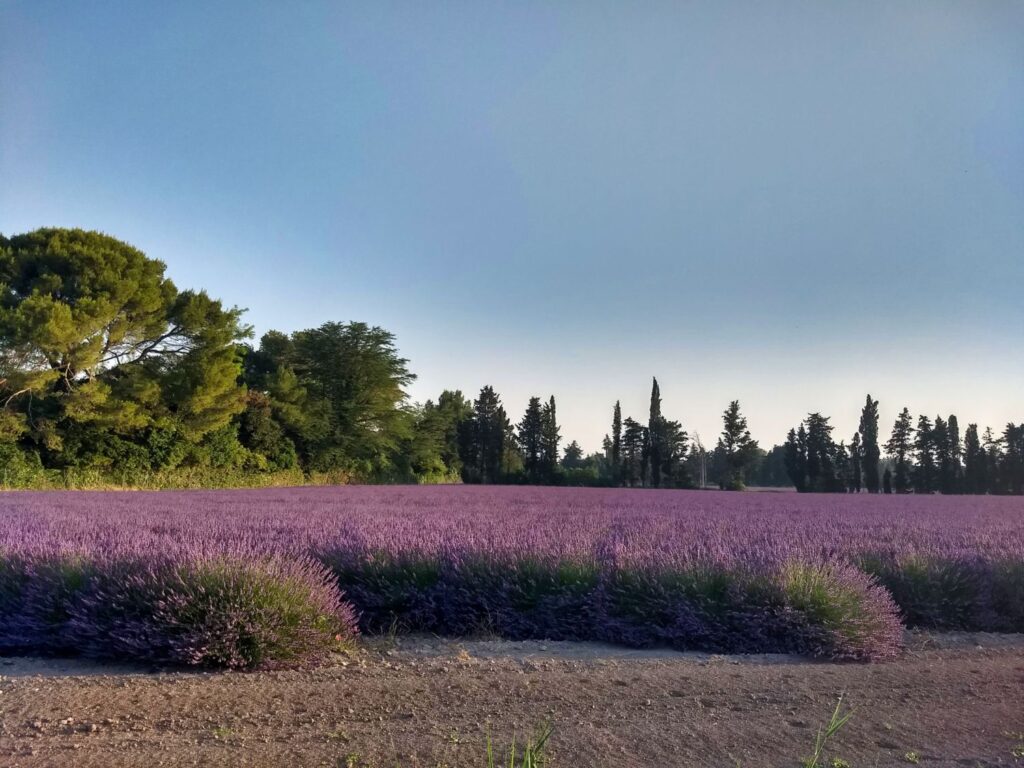 Lavendelfeld in der Provence