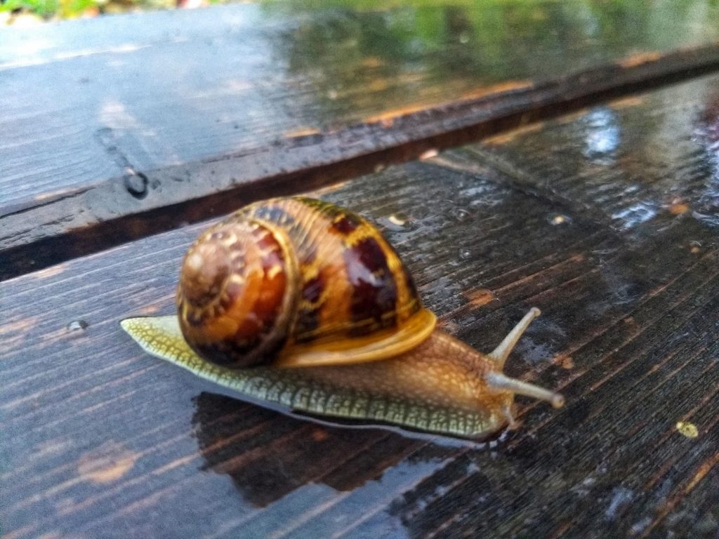 Schnecke am Morgen