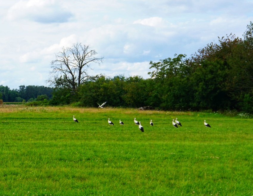 Störche