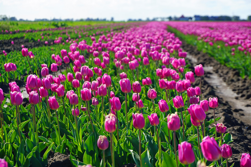 Tulpenfeld kurz vor Den Helder